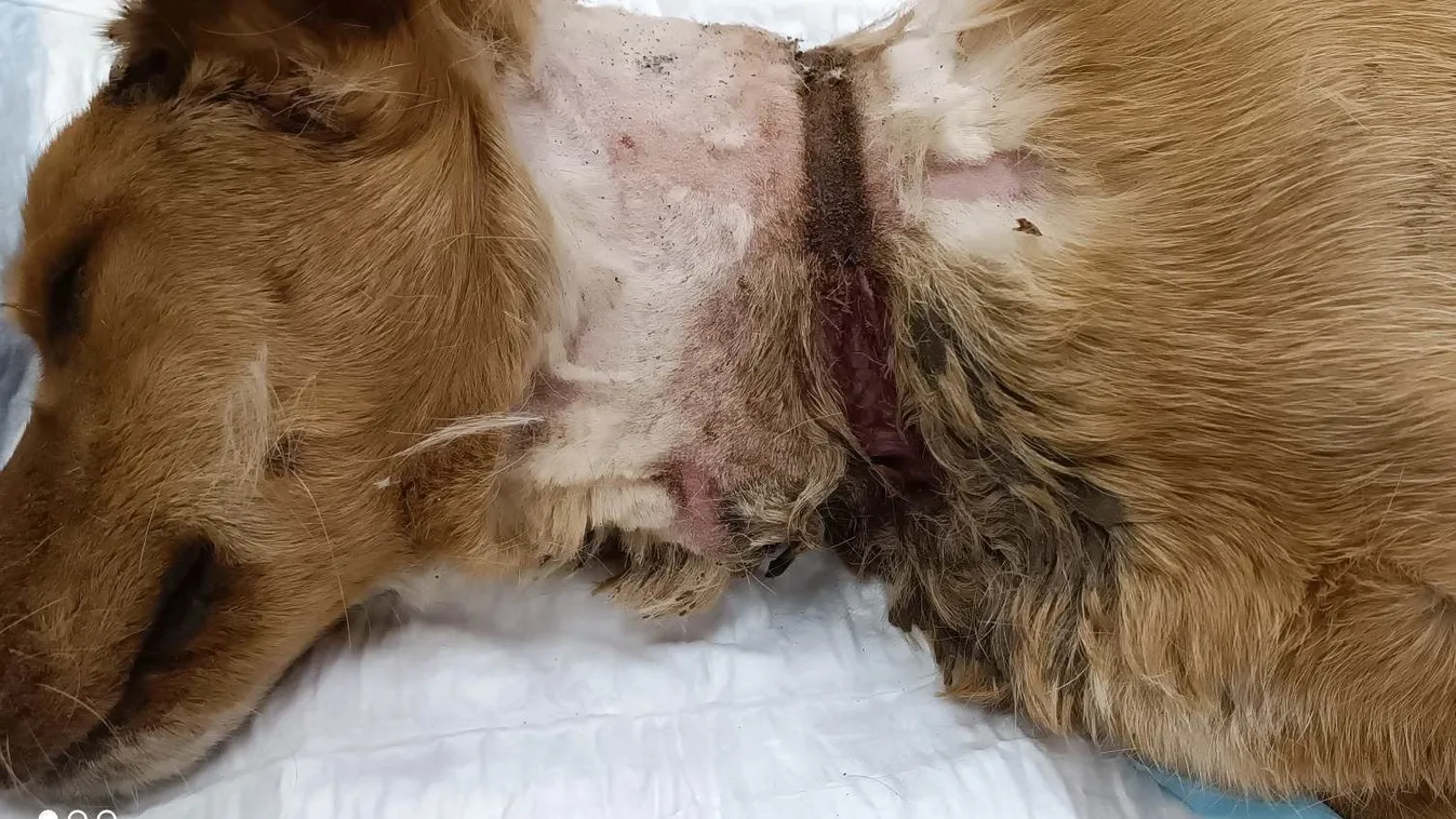 Lövések nyomait is megtalálták a felakasztott kutyán