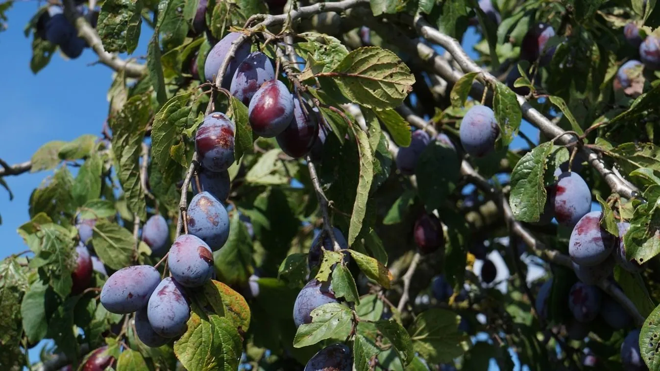 Ez az oka, ha csak pár évente hoz bő termést a gyümölcsfa
