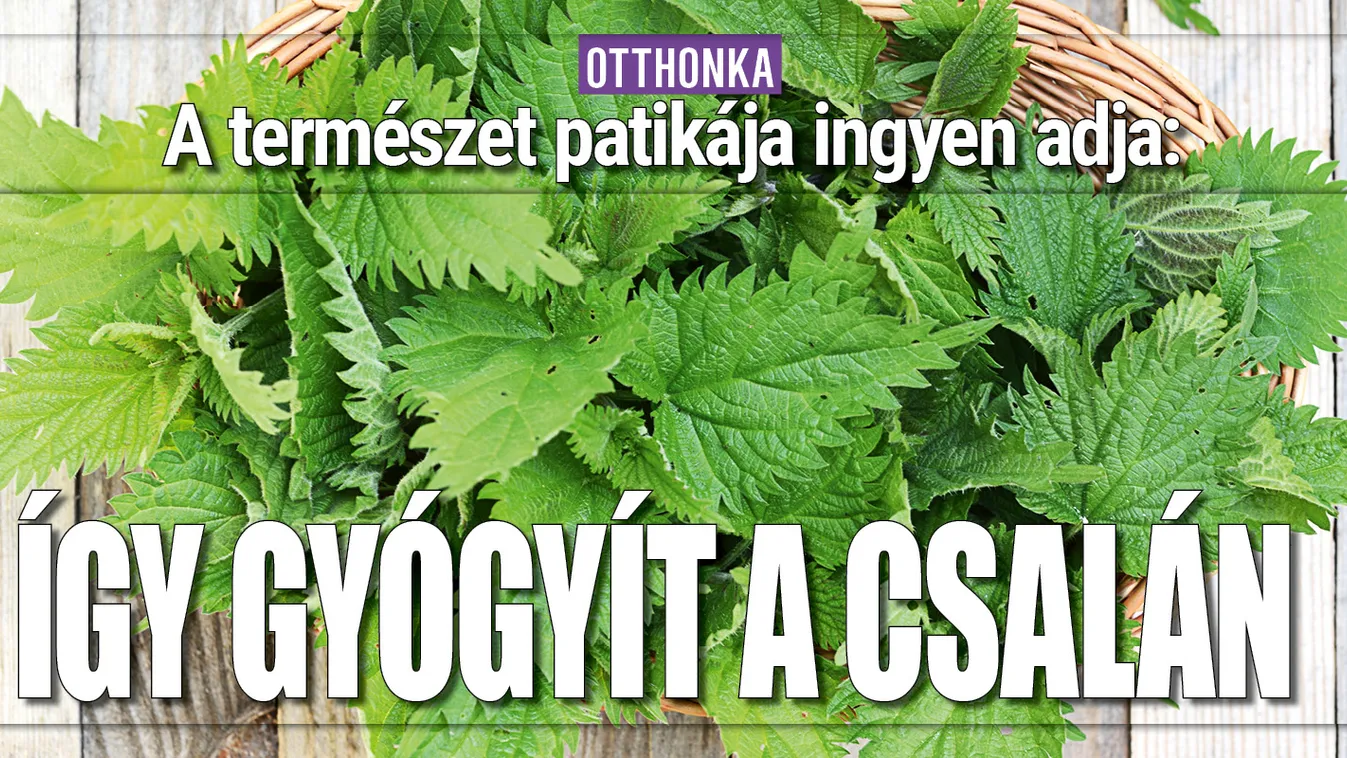A természet patikája ingyen adja: Így gyógyít a csalán