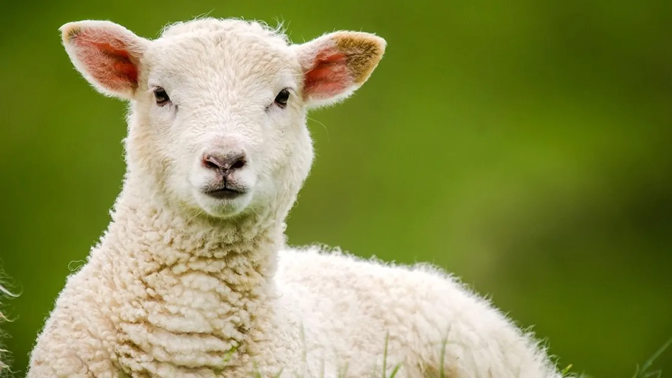 Halállal végződött a bárányvágás, de az állat megúszta