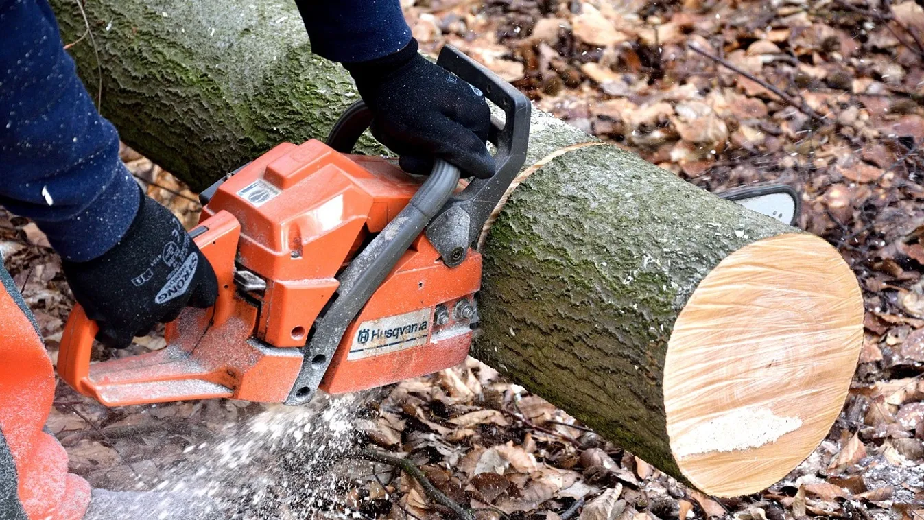 Hatalmas fa dőlt egy családapára Dunaszekcsőn