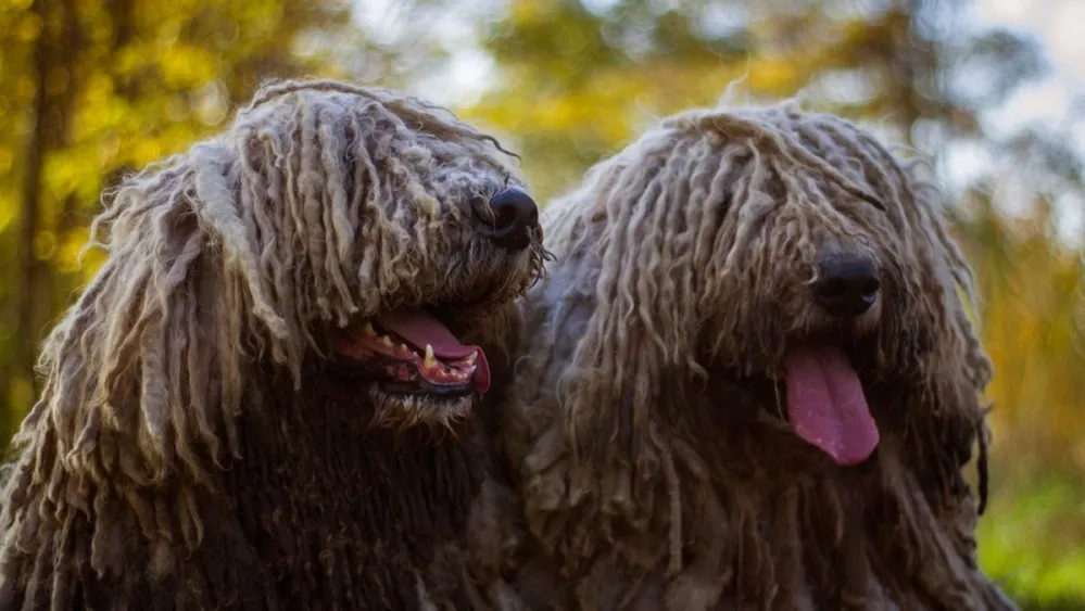Komondor,In,The,Autumn,Outdoor