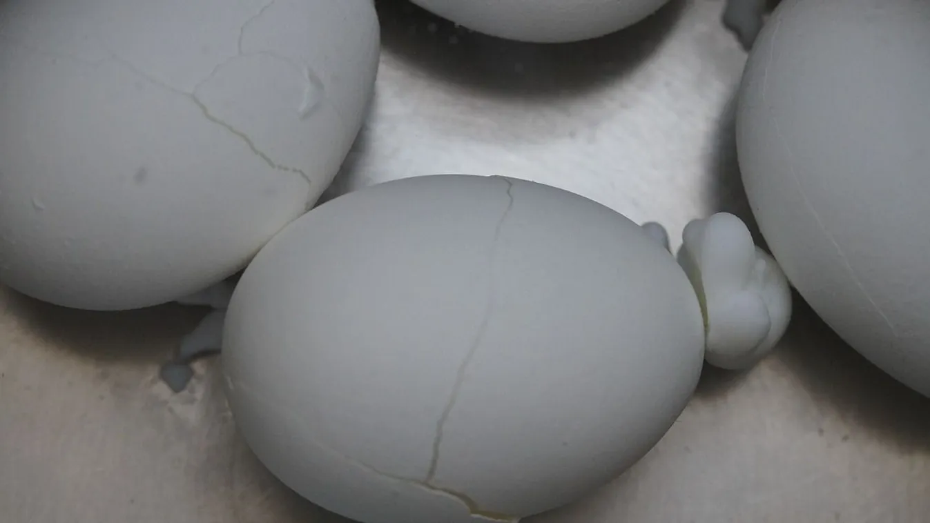 Többé nem reped meg a tojás főzés közben, zseniális ez a trükk