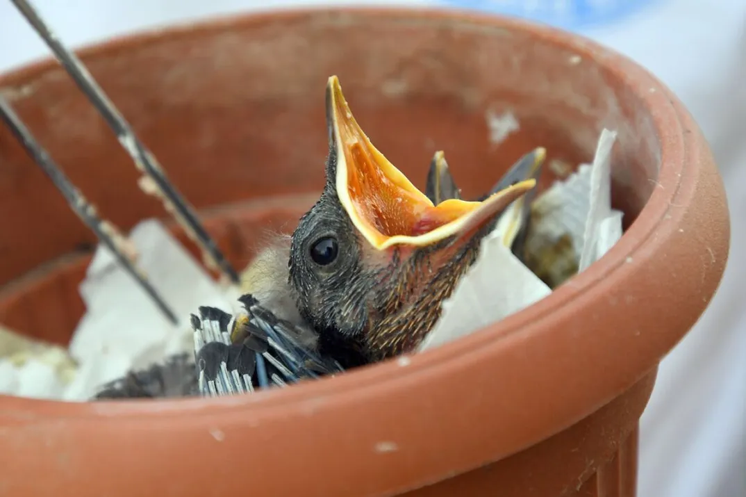 madár, madárfióka, madáretetés, fészek, fekete rigó