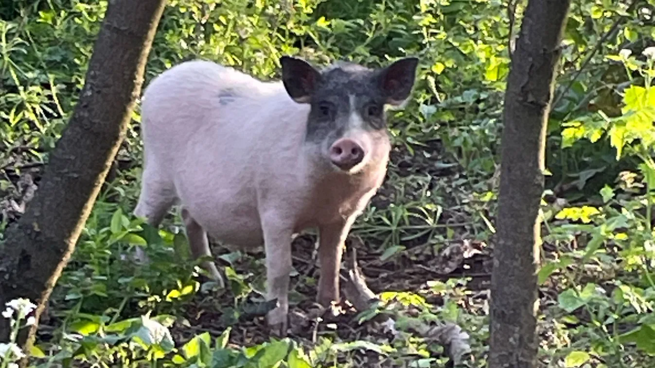 Napi cuki: törpemalac kóborol Biatorbágyon, keresik a gazdáját