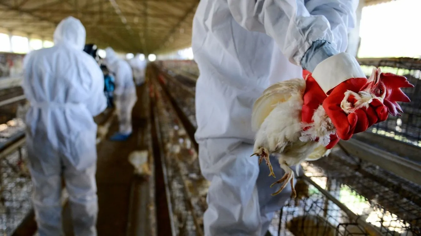 Madárinfluenza vírus ütötte fel a fejét Kínában