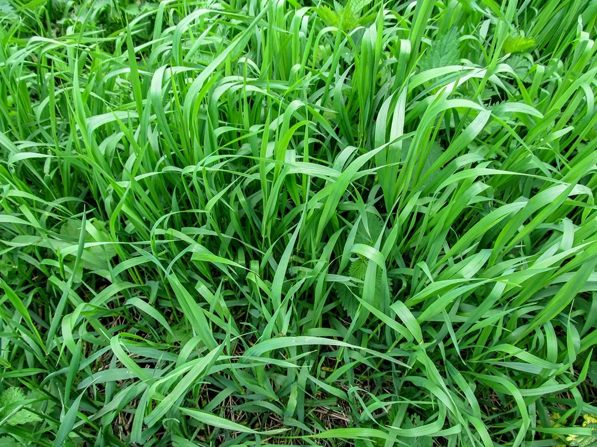 Texture,Grass,Of,The,Elymus,Repens,Close-up,-,Top,View.