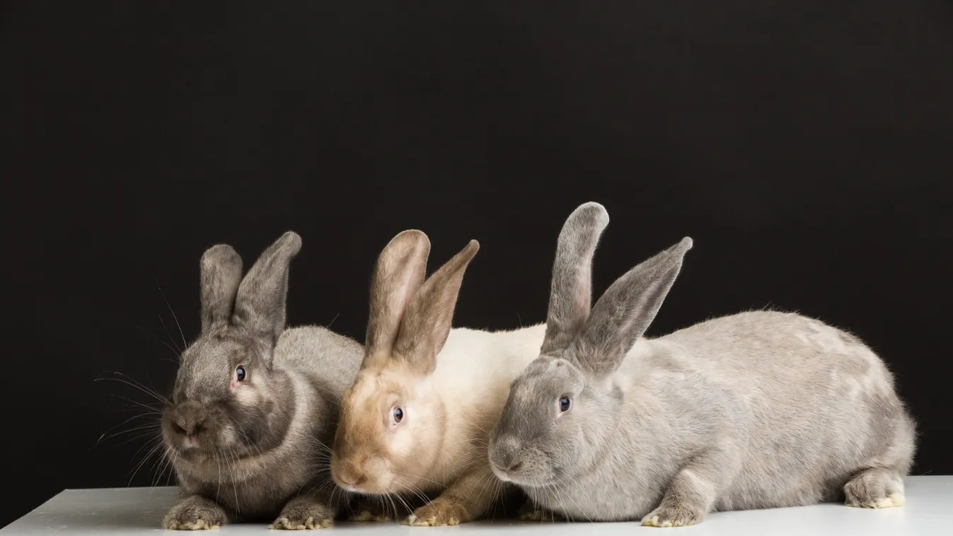 Ismered a székely nyulat? Különleges kis állat a NyülNyül