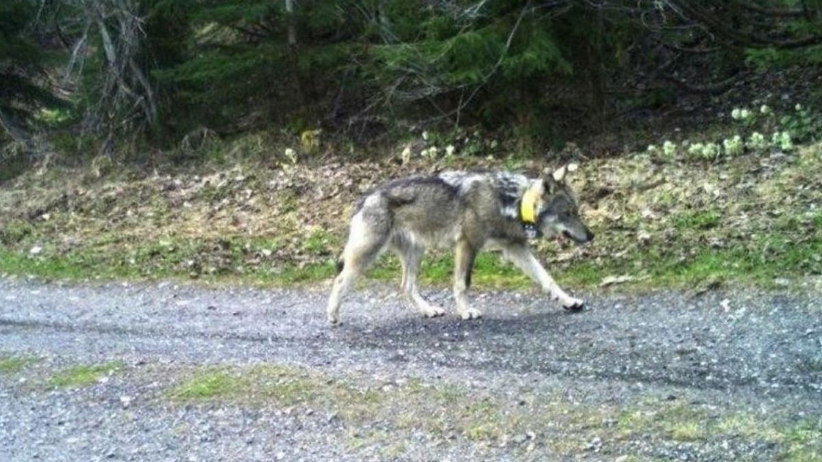 Durva, mi történt a hazánkban portyázó, M237-es számú, svájci jeladós farkassal