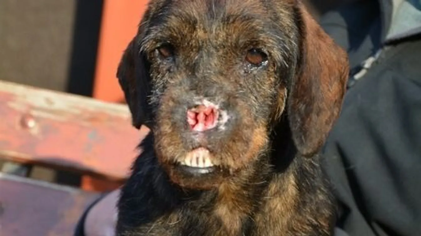 Egy fogyatékos kis tacskó keresi szerető gazdáját - fotó