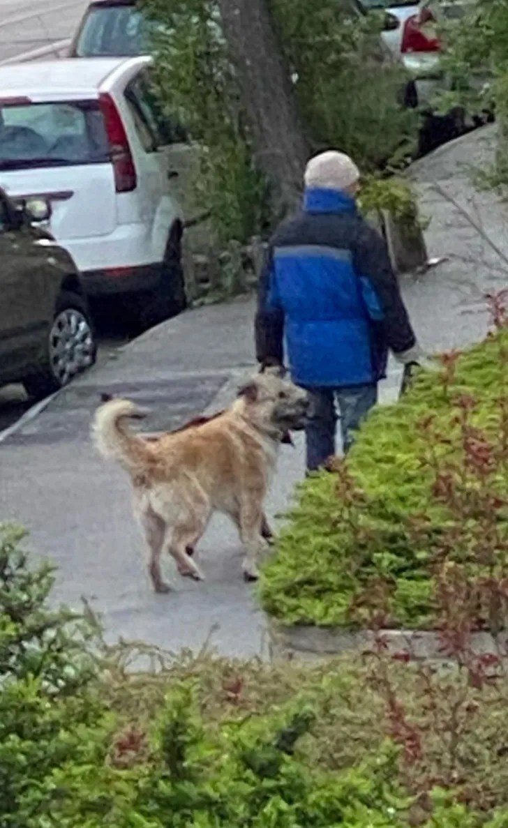 Vad kutyák és gazdájuk