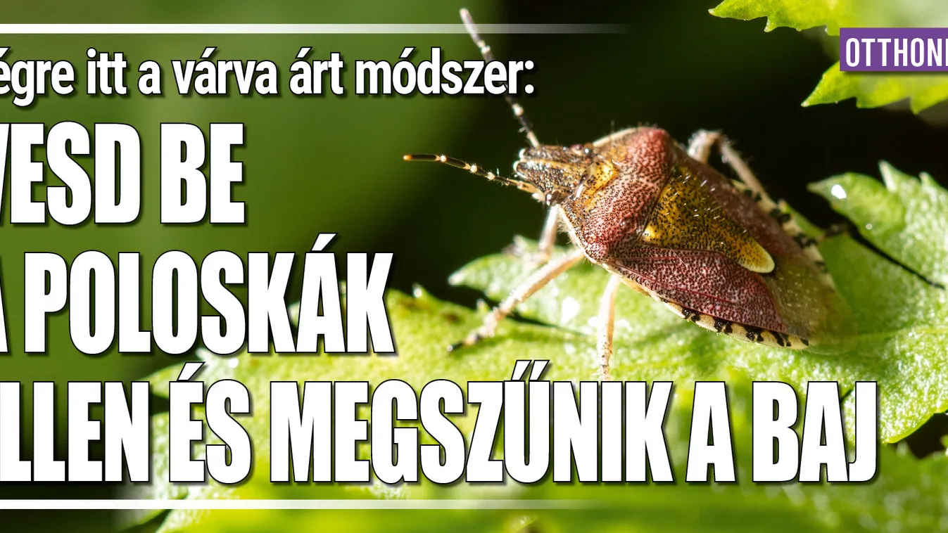 Itt a magyar módszer: Vesd be a poloskák ellen
