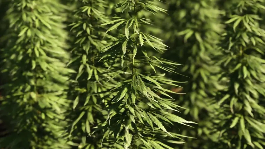 Legális lesz a füvezés Németországban - a magyaroknak nem tetszik az ötlet