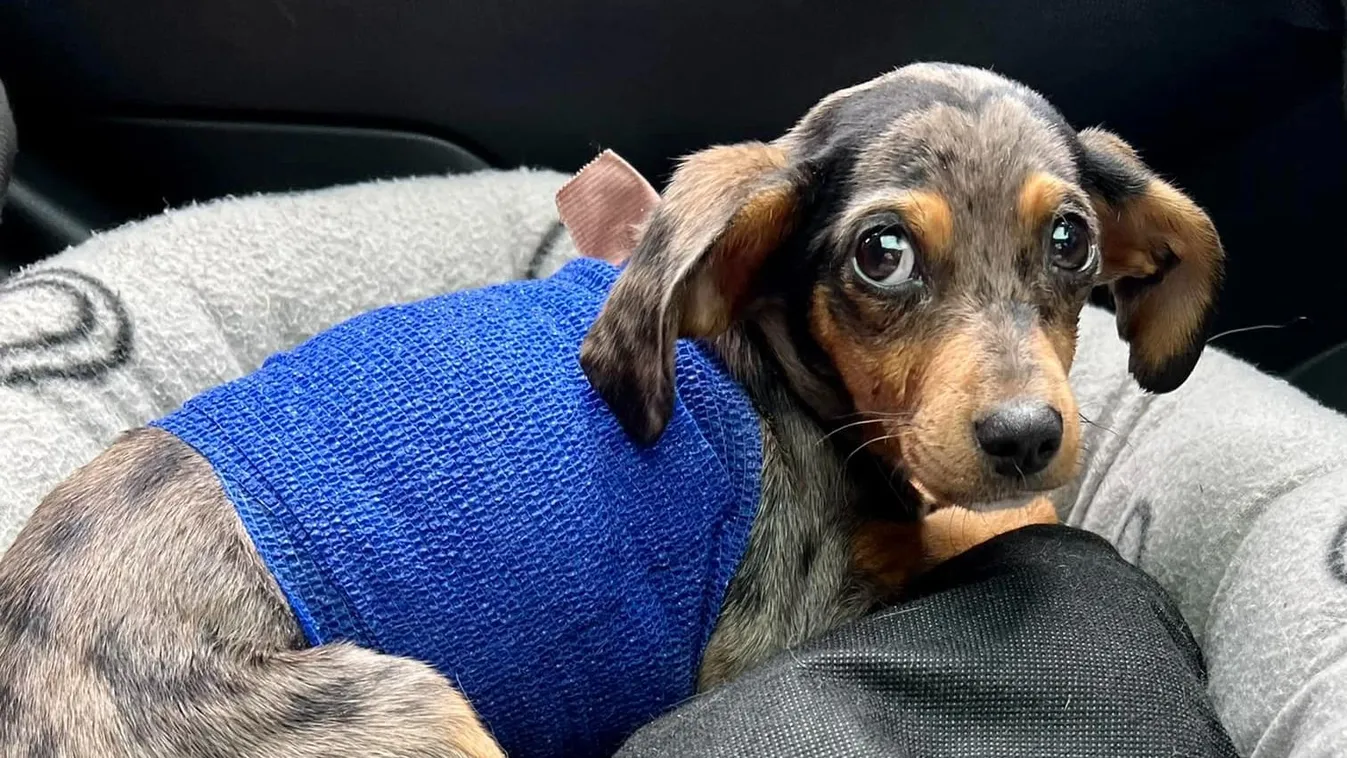 Zsebibabáért, a megnyúzott kölyökkutyáért aggódik az ország