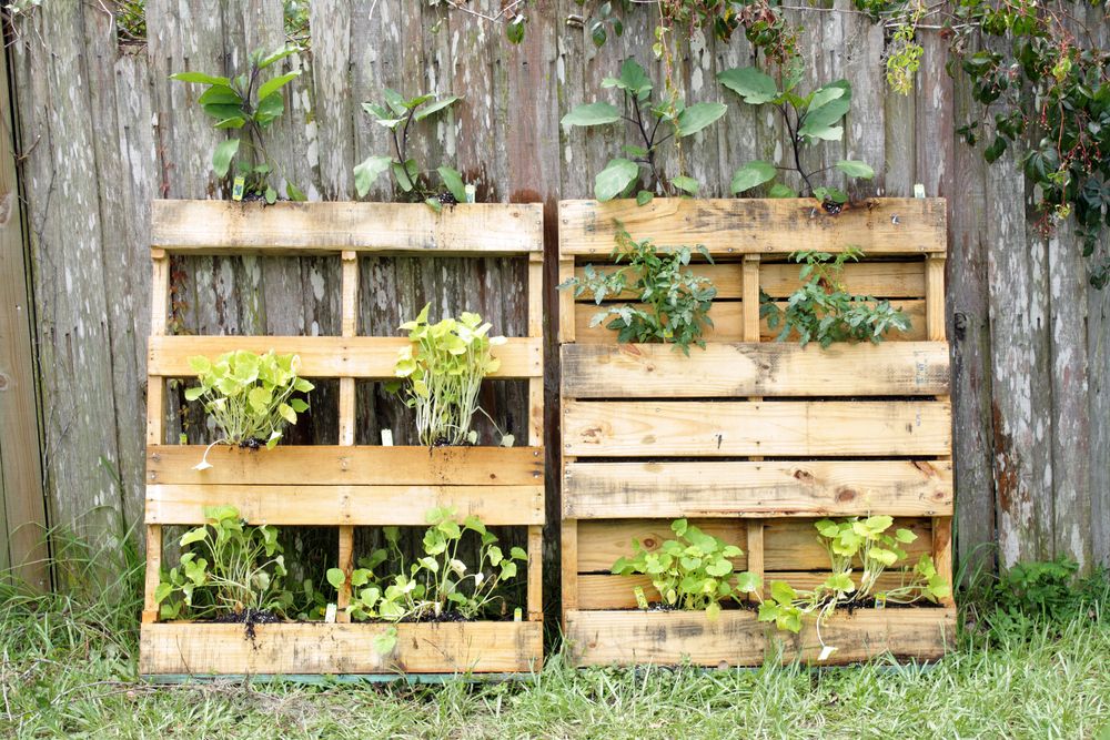 Two,Wooden,Pallets,,Modified,Slightly,To,Grow,Vegetable,Plants.