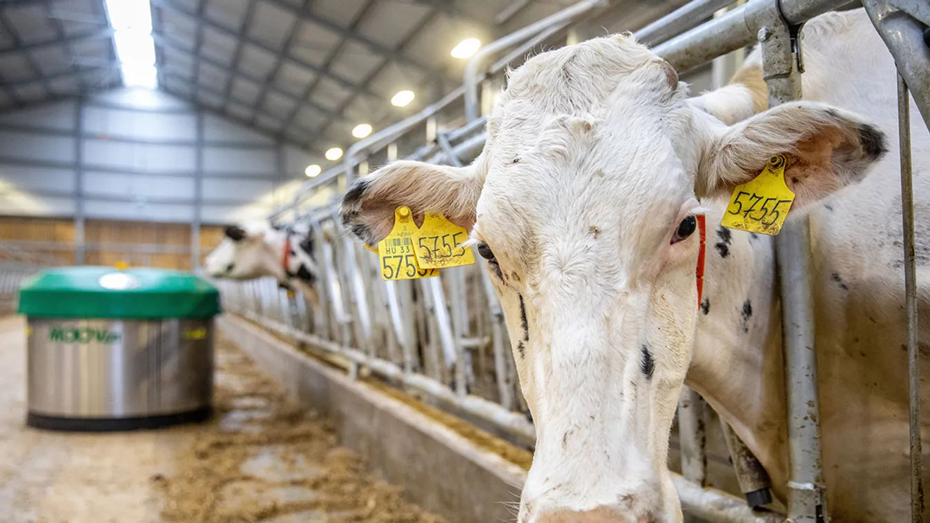 Magyar tejben fürdenek a románok, mi történt a marhákkal?