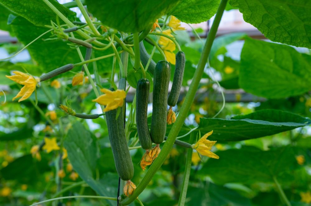 Young,Green,Cucumbers,Vegetables,Hanging,On,Lianas,Of,Cucumber,Plants