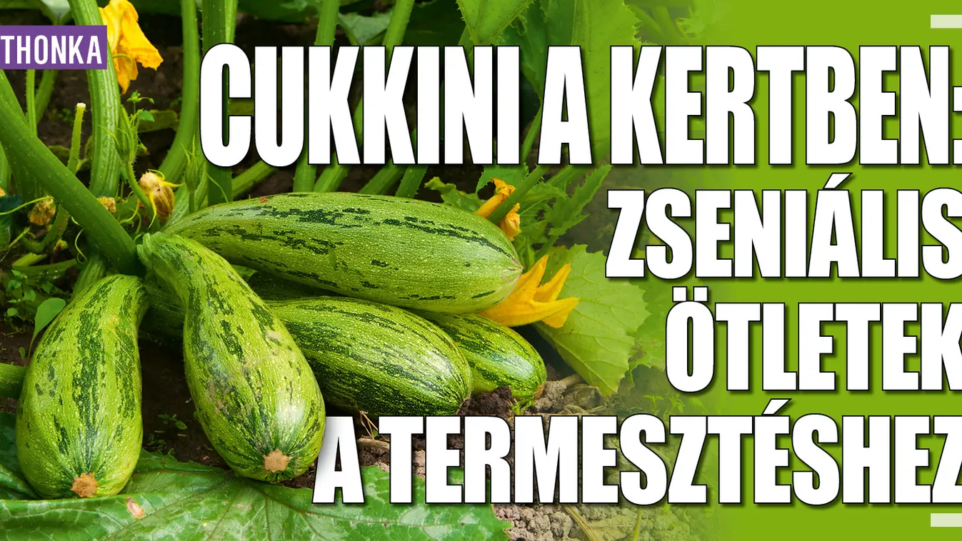 Cukkini a kertben: zseniális ötletek a termesztéshez