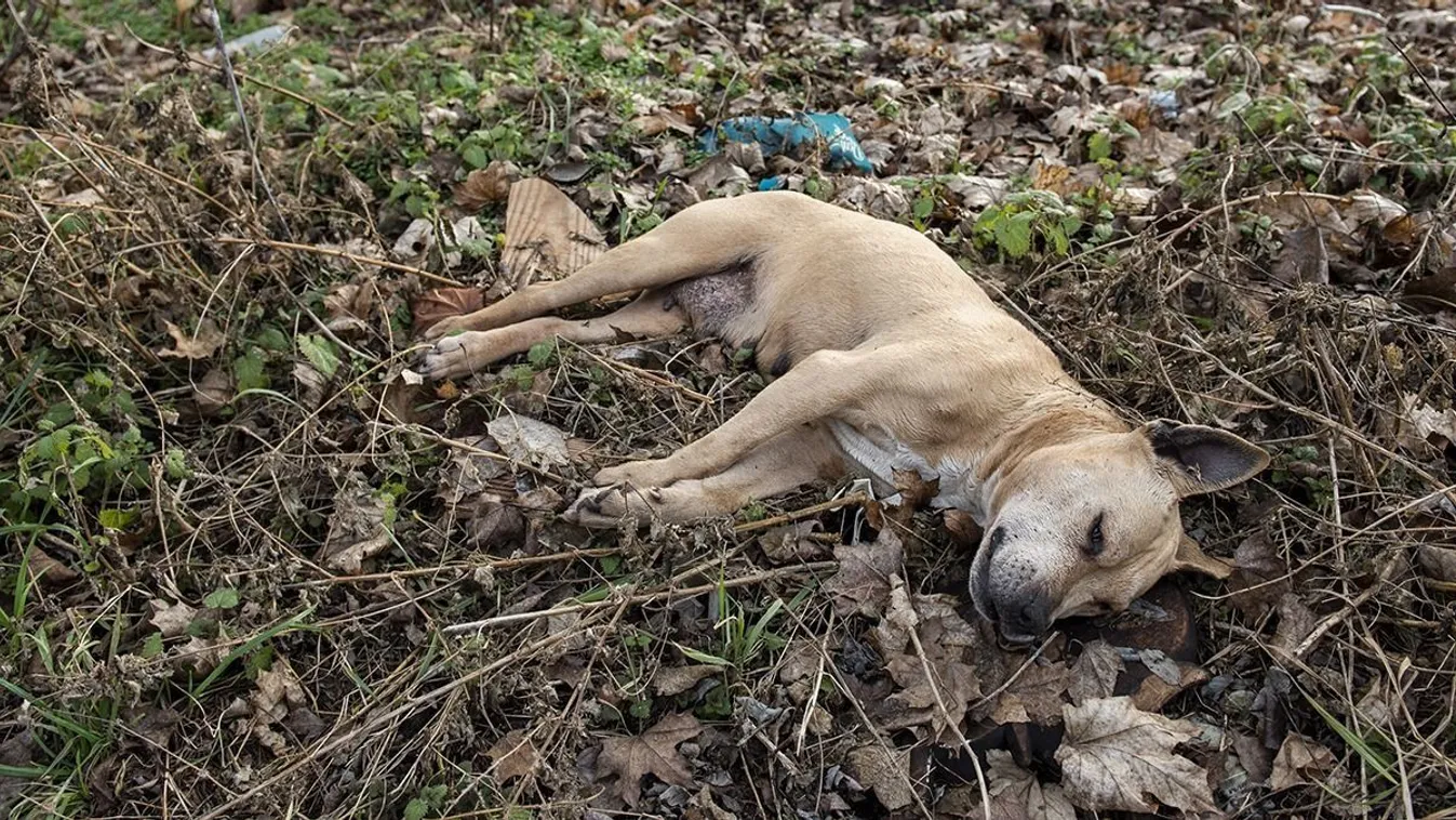 Sorozatmérgezőt keresnek Polgárdiban: pénzt kap, aki segít