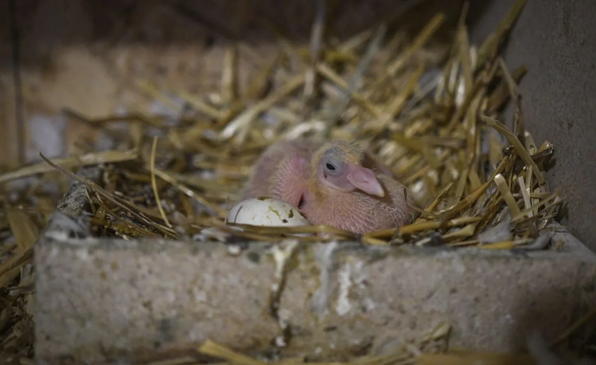 fióka, madár, madráfióka, földön fekvő madár, madármentsé, fészek