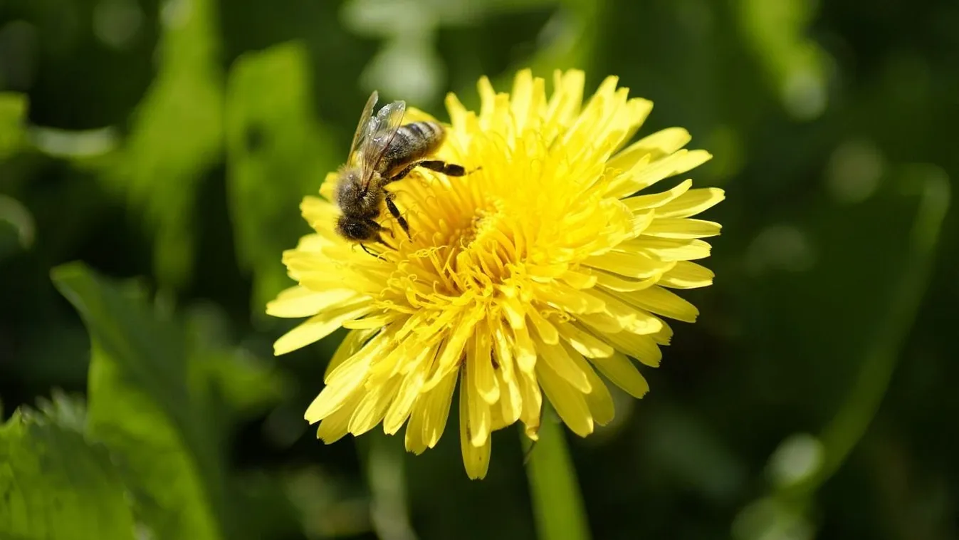 Itt a tavasz legújabb ínyencsége, a rántott pitypang