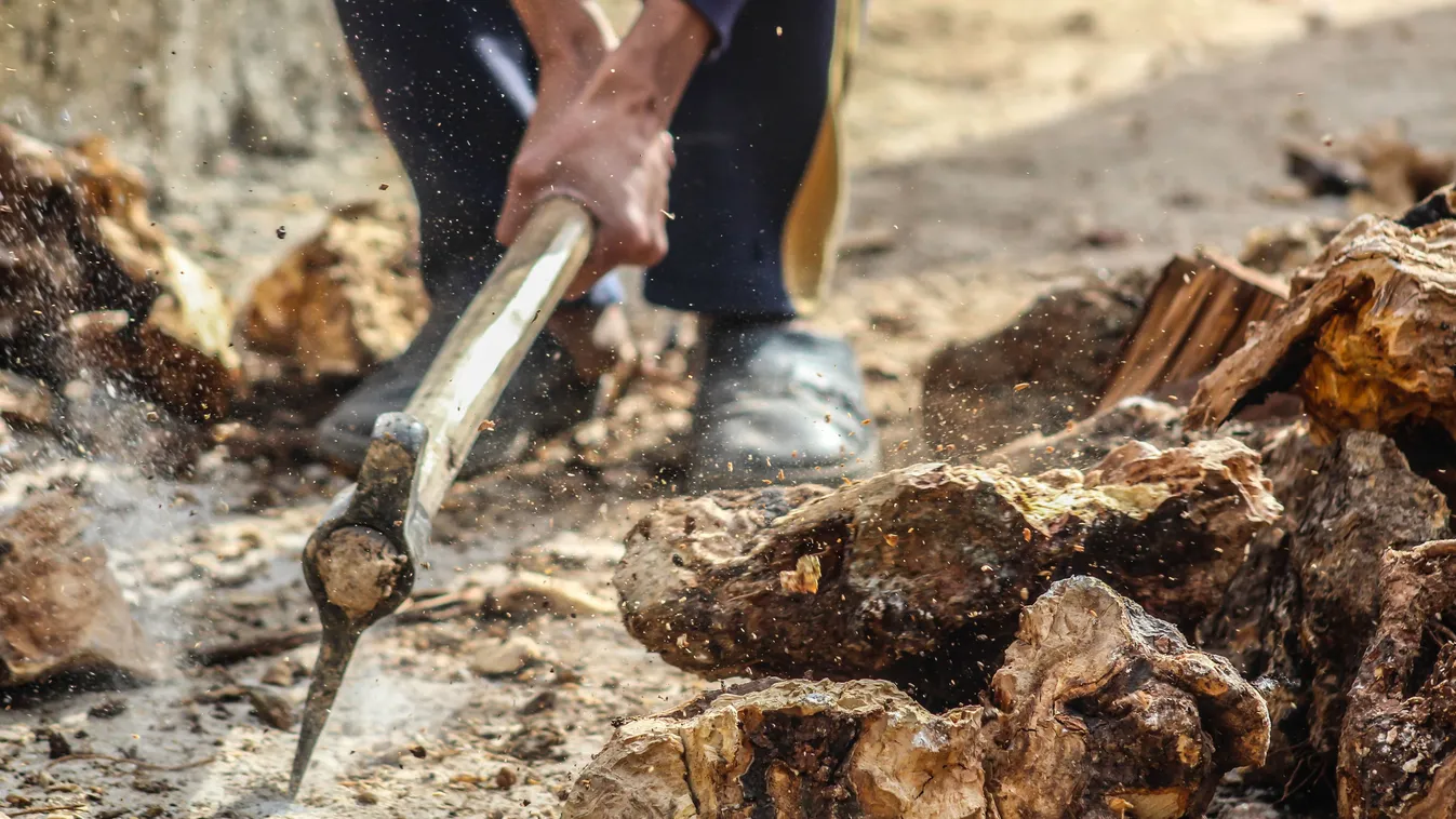 Három fa dőlt rá: nem élte túl a munkahelyi balesetet Zoltán