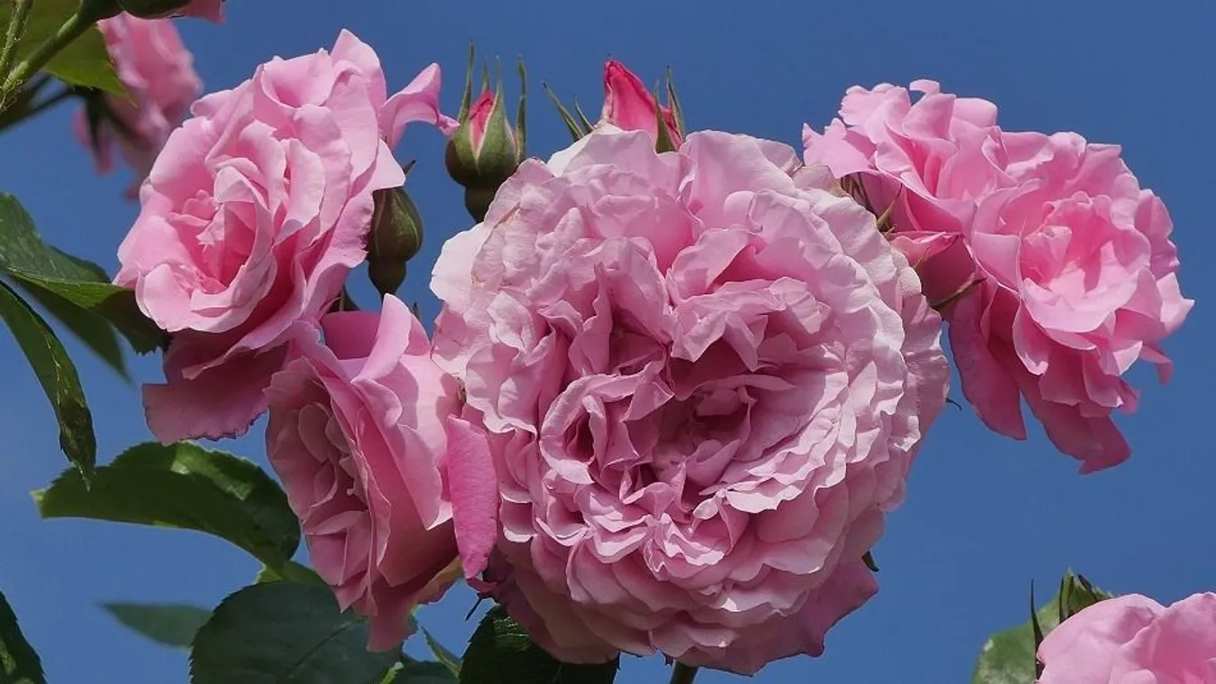 Árpádházi Szent Erzsébet rózsájával köszöntik Ferenc pápát