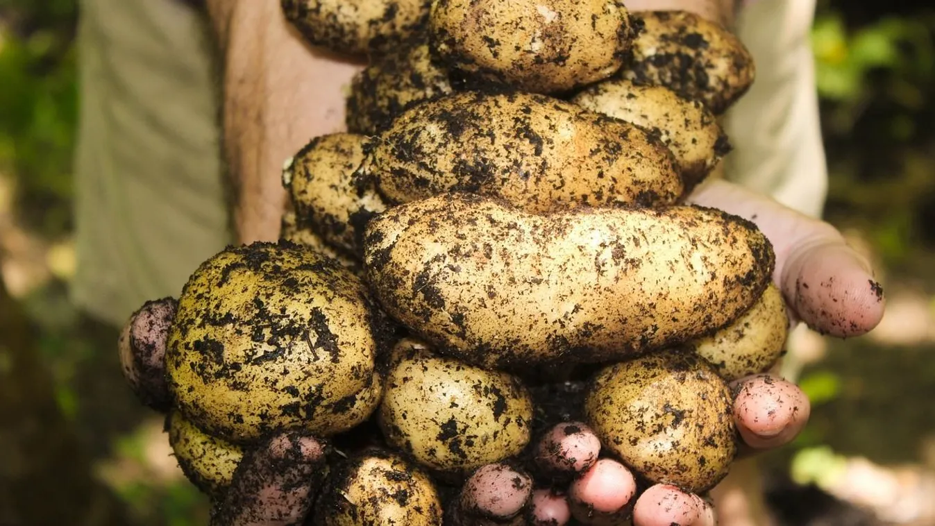 Ültess krumplit egyszerűen, zseniális ötletek