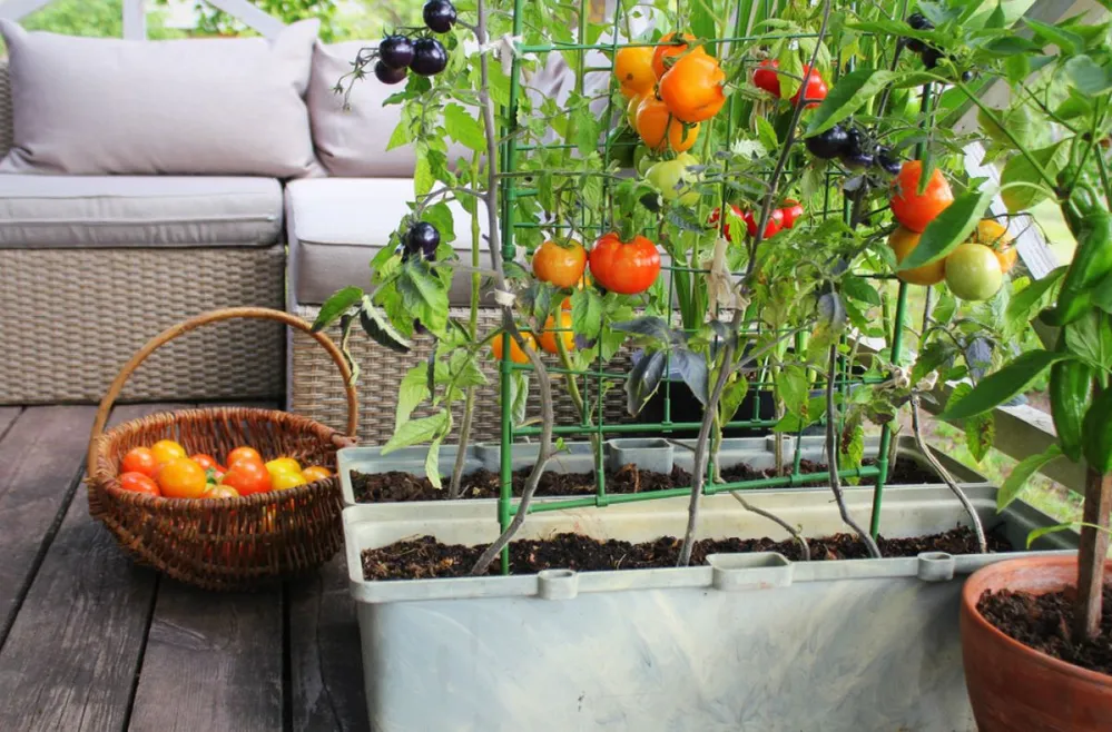 Container,Vegetables,Gardening.,Vegetable,Garden,On,A,Terrace.,Red,,Orange,
