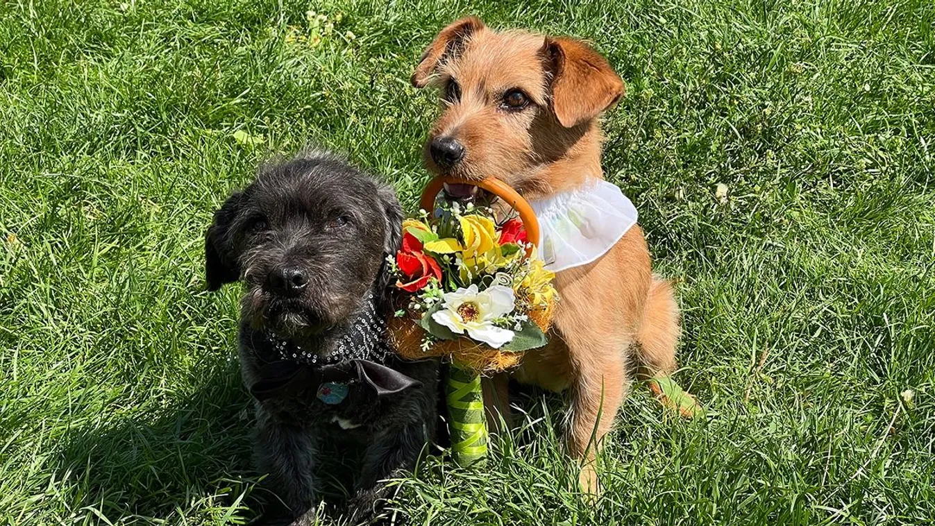 Káprázatos trükköket tud Dió és Döcög, a két mentett kutyus