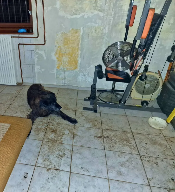 újbudai horror-pince