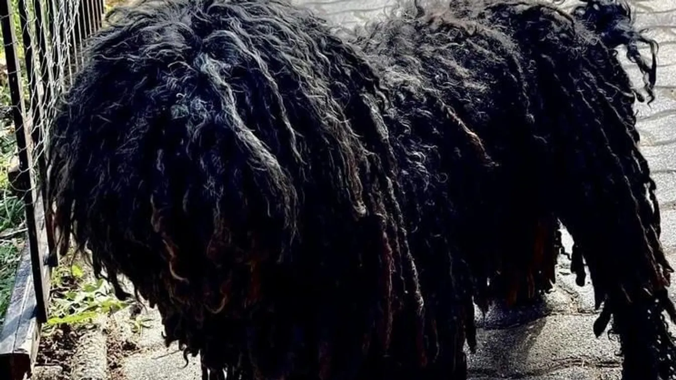 Felesége halálhíre után ájult el a kertben Dorka gazdája