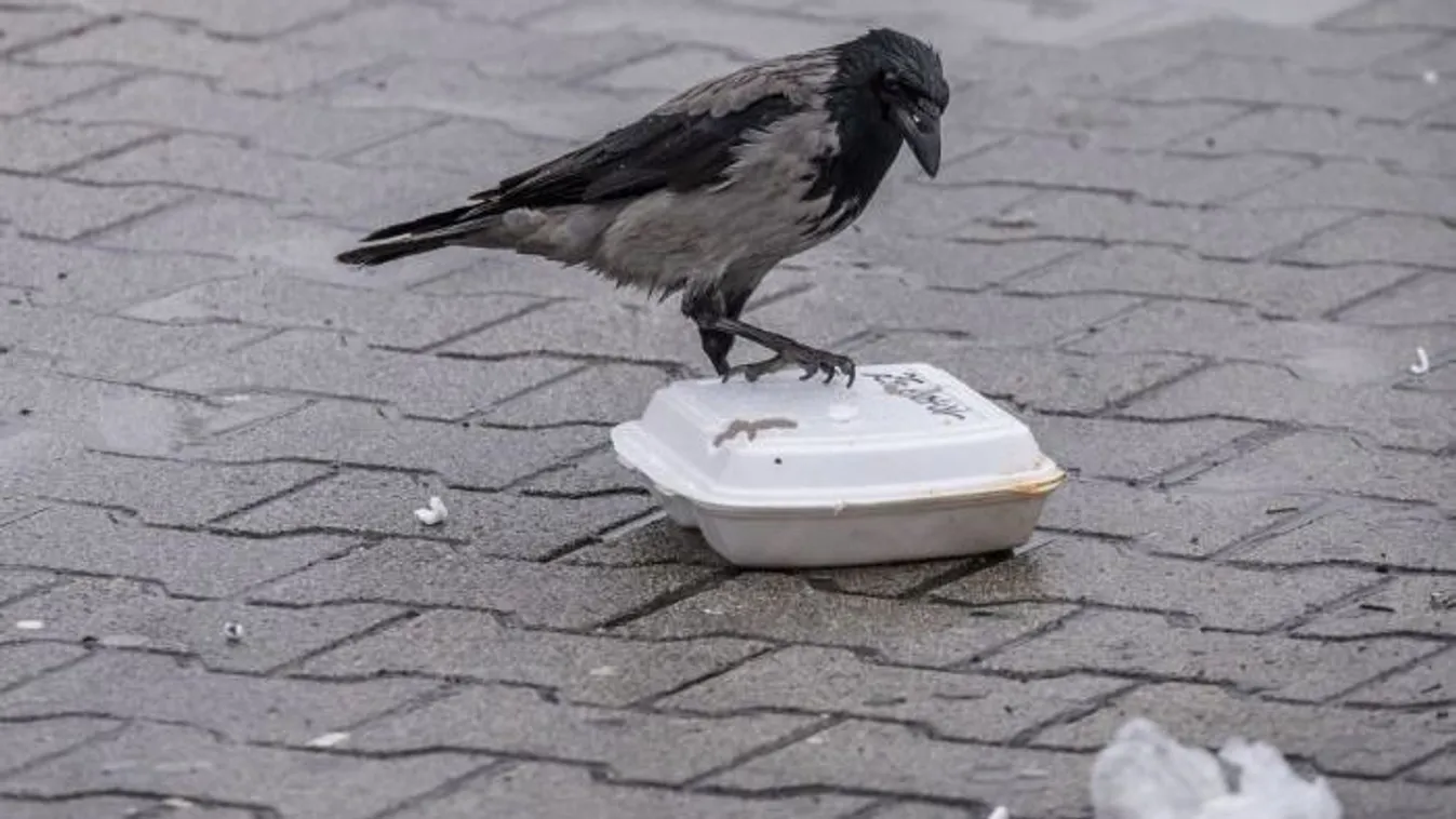 Veszélyes varjakra hívják fel a figyelmet Budapesten