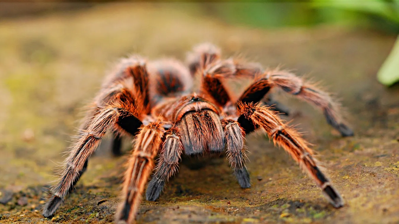 Undorító élőlényt találtak a banánok között