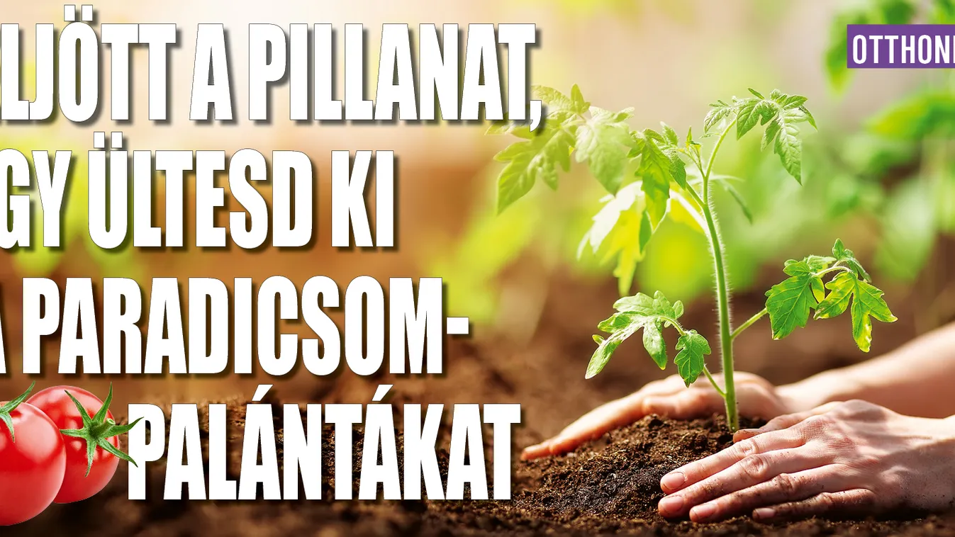 Eljött a pillanat, így ültesd ki a paradicsompalántákat