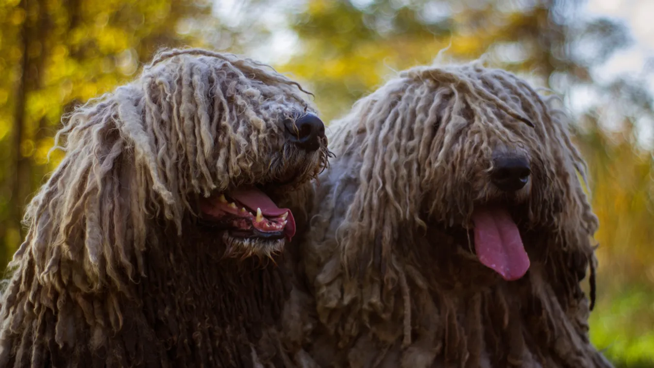 Három komondor riogatja a kutyásokat a XI. kerületben