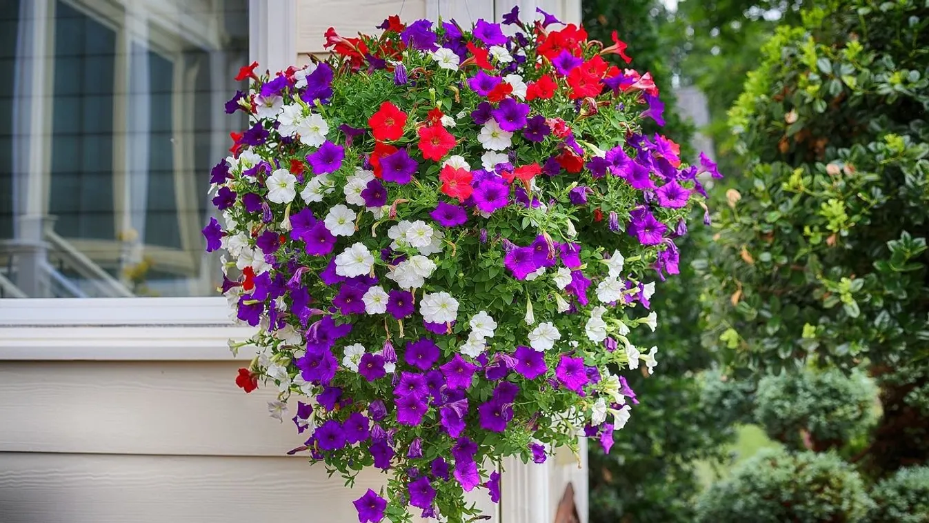 Nem mindegy a föld, így ültesd a petúniát, gyönyörű lesz