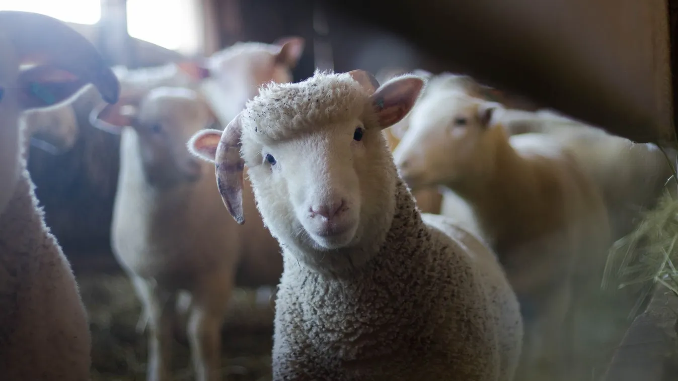 Ez még nekünk is fejtörést okozott: te meg tudod oldani?