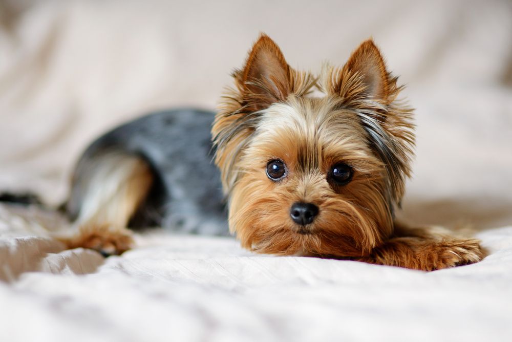 Cute,Dog,Photography,,Yorkshire,Terrier,Photo