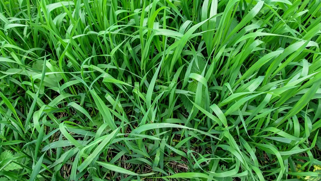 Így szabadulhatsz meg a taracktól a kertben