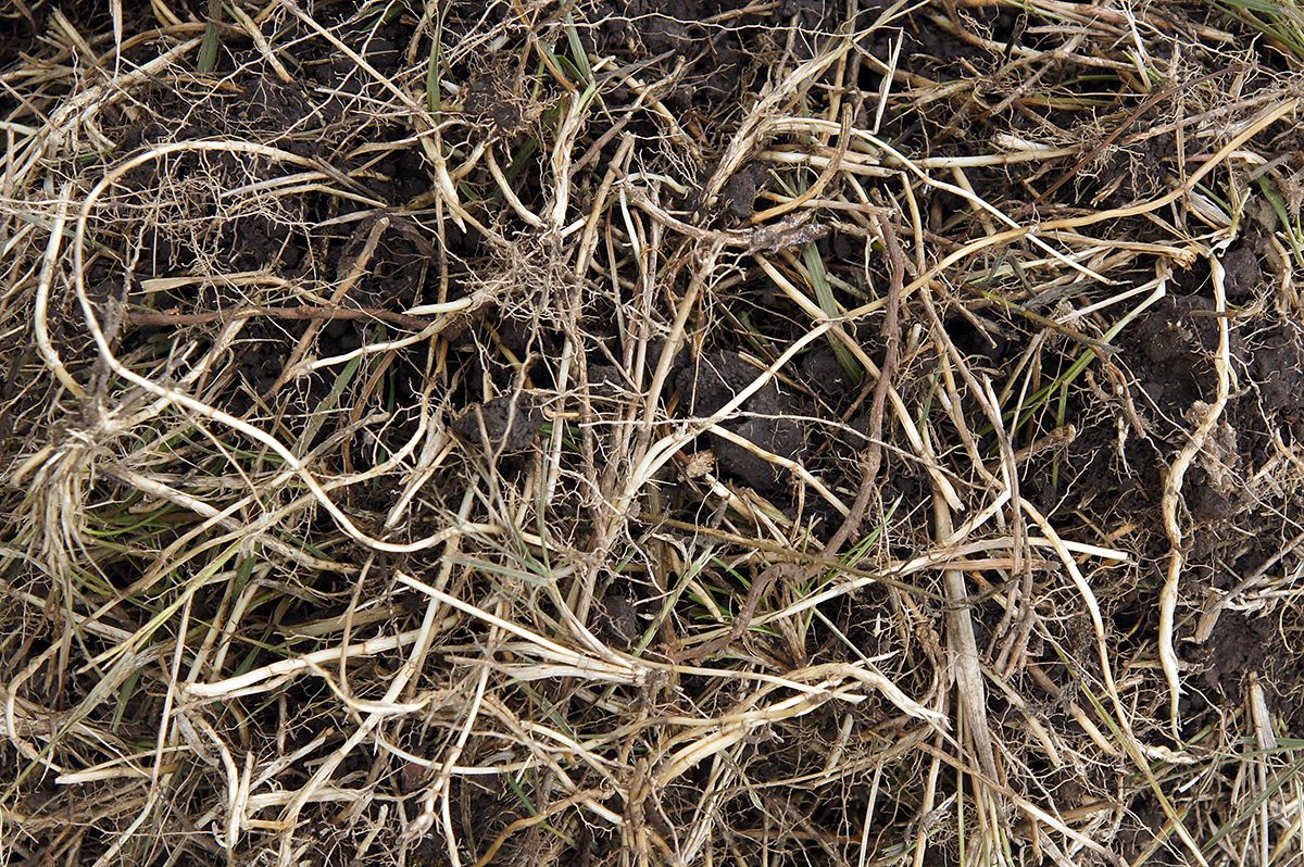 Tangles,Of,Couch,Grass,(elymus,Repens),Rhizomes,Can,Be,A