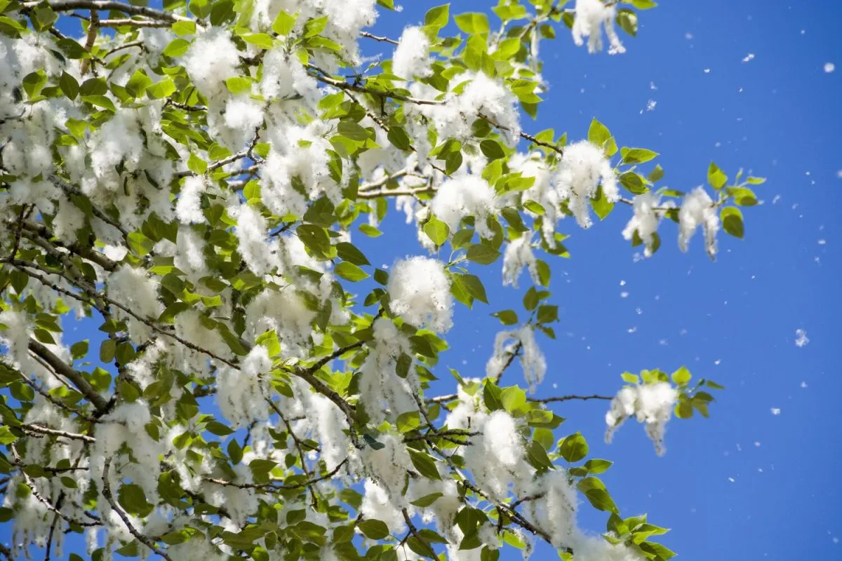 nyárfa, nyárfaszösz, tavaszi havazás, pollenszezon