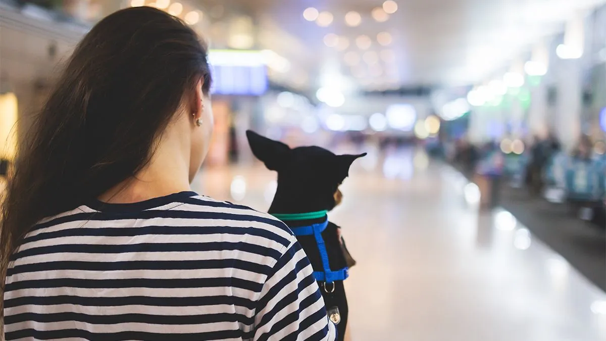 Dog,In,The,Airport,Hall,Near,Luggage,Suitcase,Baggage,,Concept