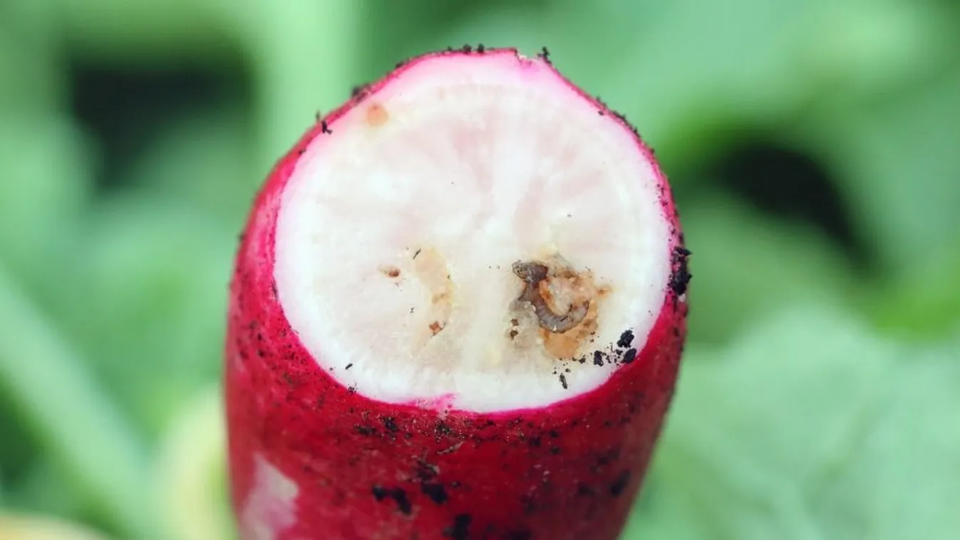 Meg se nőtt a retek, de máris kukacos! Mit lehet tenni?