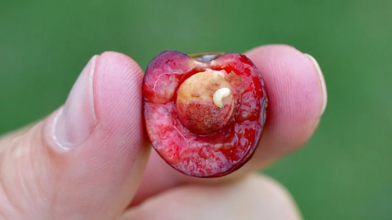 Te sem szereted, ha kukacos a cseresznye? Most légy résen!