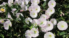 Az eső miatt erre kell figyelni a kertben: a tarack után berobban a folyondár