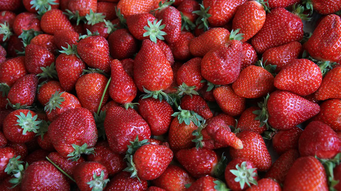 Már szedheted az epret: elindult a Szedd magad akció