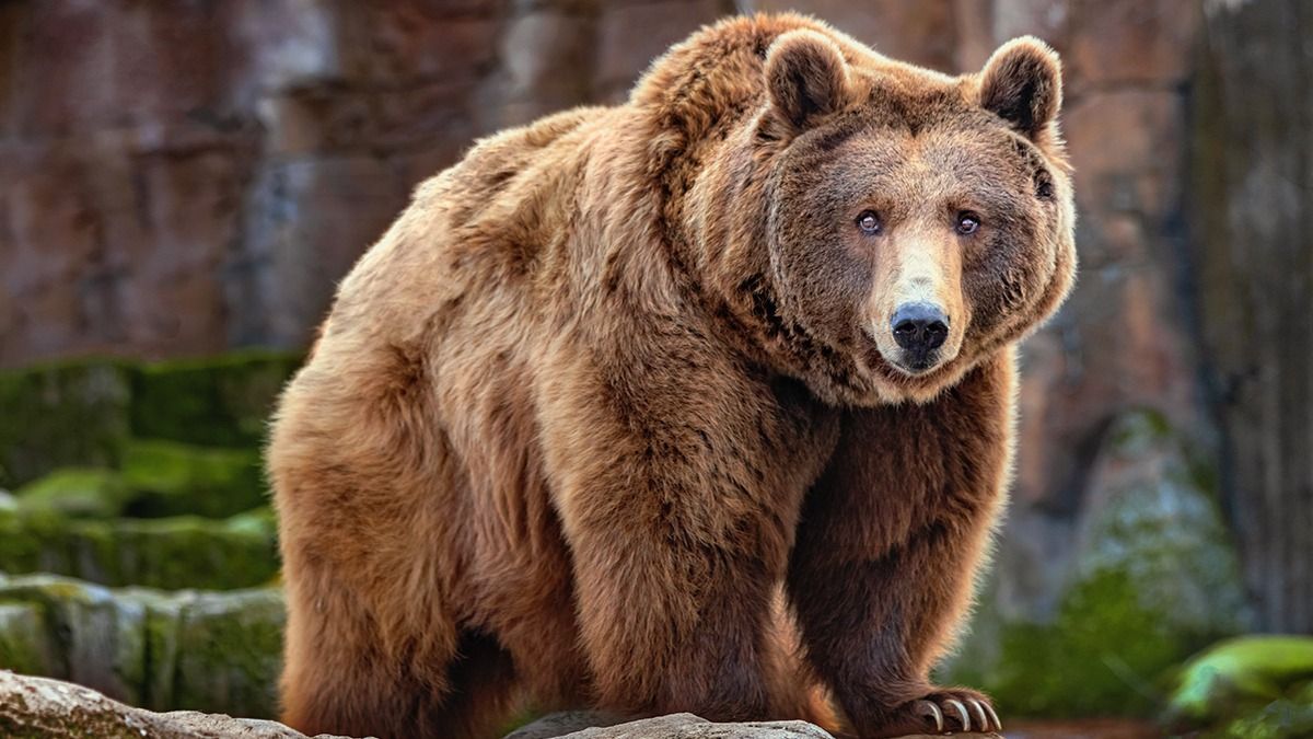 Picture,Of,A,Big,Brown,Bear