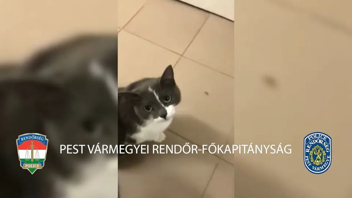 Macskacicó, mentett macska, rendőrség