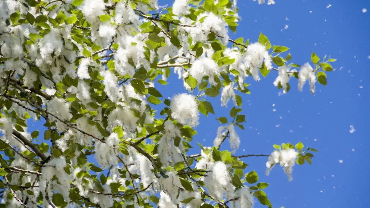 nyárfa, nyárfaszösz, tavaszi havazás, pollenszezon